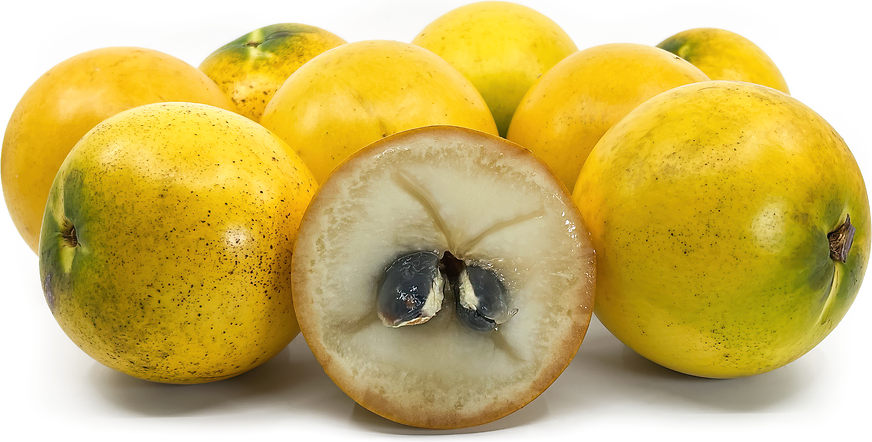 Abiu Fruit Plant - Pouteria Caimito