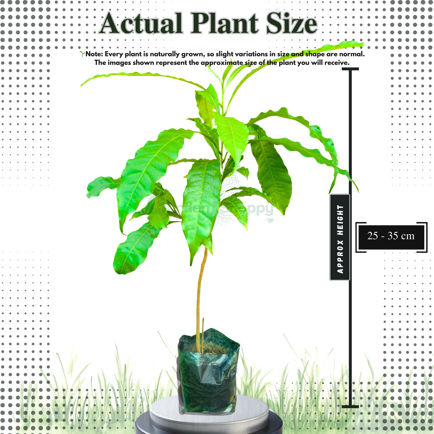 Abiu Fruit Plant - Pouteria Caimito