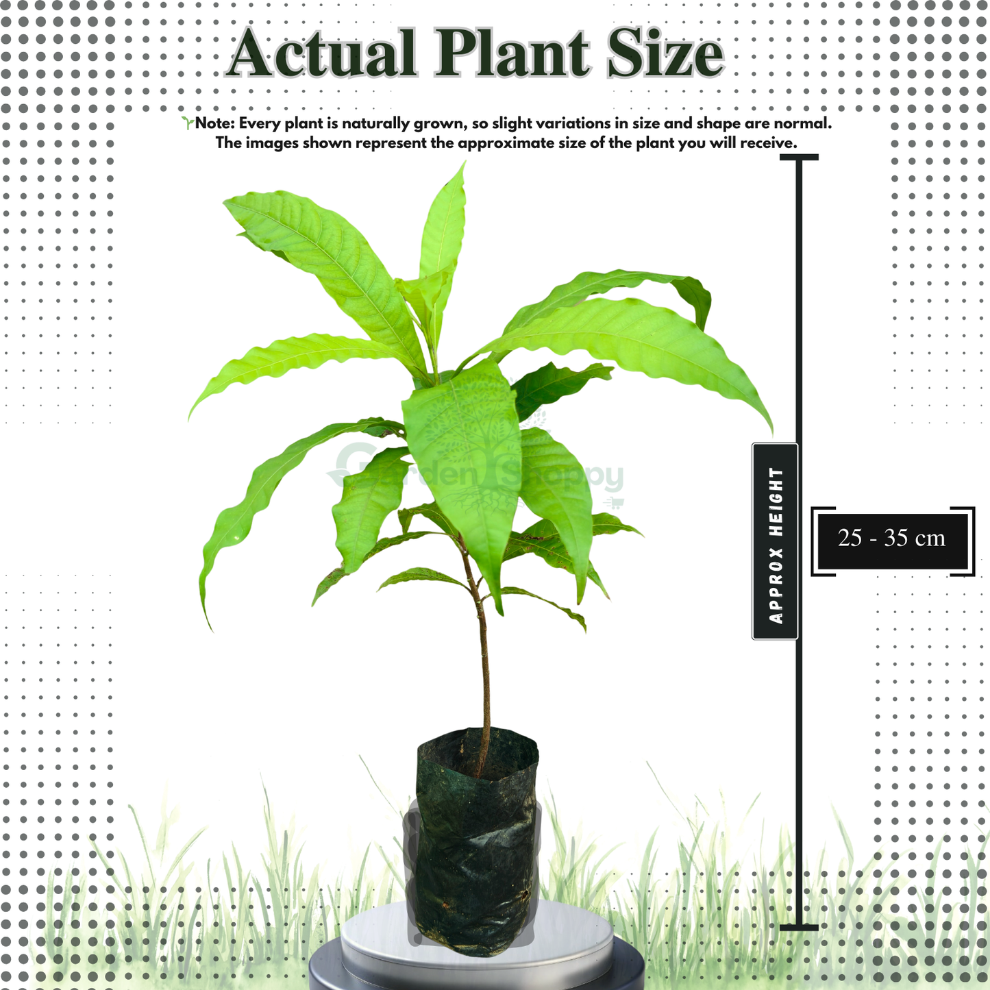 Abiu Nipple Fruit Plant - Pouteria Caimito