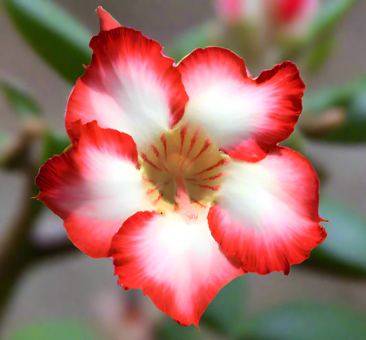 Adenium Single Petal AS05 Grafted Flowering Plant - Adenium Obesum