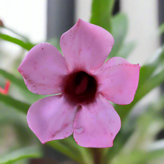Adenium Single Petal AS11 Grafted Flowering Plant - Adenium Obesum