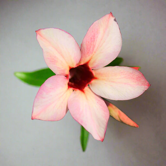 Adenium Single Petal AS12 Grafted Flowering Plant - Adenium Obesum