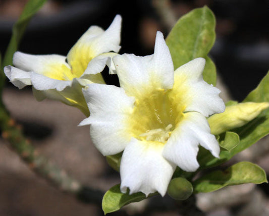 Adenium Single Petal AS14 Grafted Flowering Plant - Adenium Obesum
