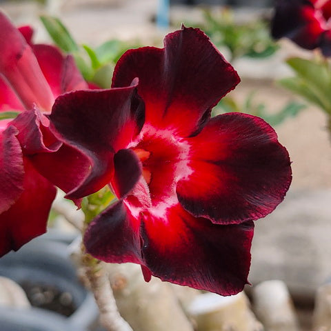 Adenium Single Petal AS41 Grafted Flowering Plant - Adenium Obesum