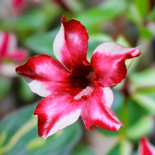 Adenium Single Petal AS52 Grafted Flowering Plant - Adenium Obesum