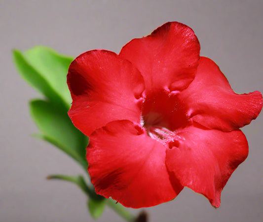 Adenium Single Petal AS53 Grafted Flowering Plant - Adenium Obesum