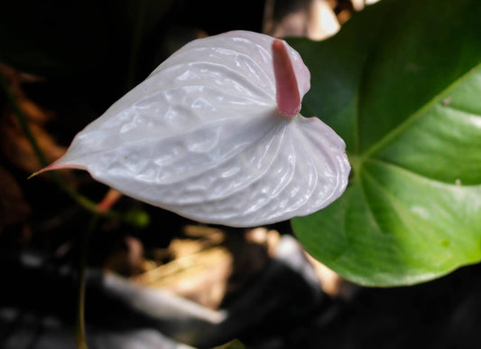 Anthurium White Flowering Plant - Anthurium Andreanum