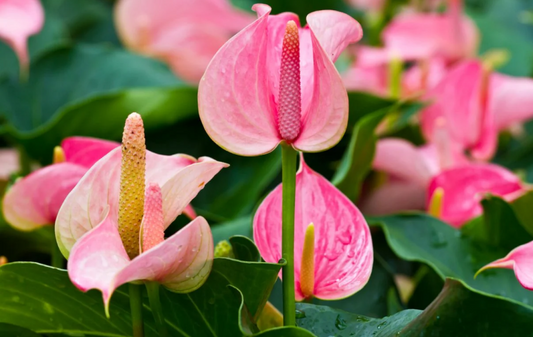 Anthurium Pink Flowering Plant - Anthurium Andreanum