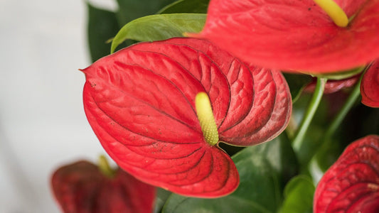 Anthurium Red Flowering Plant - Anthurium Andreanum
