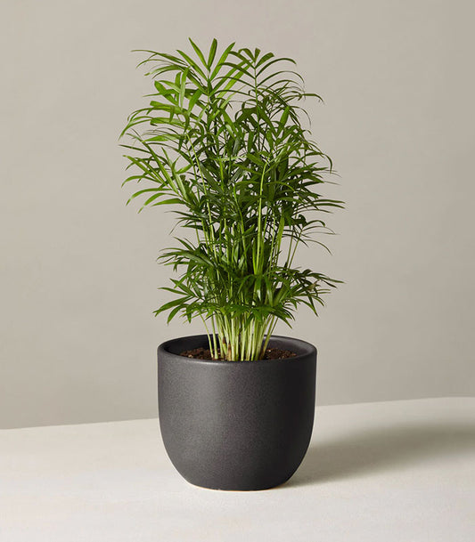 Areca Palm Plant - Dypsis Areca