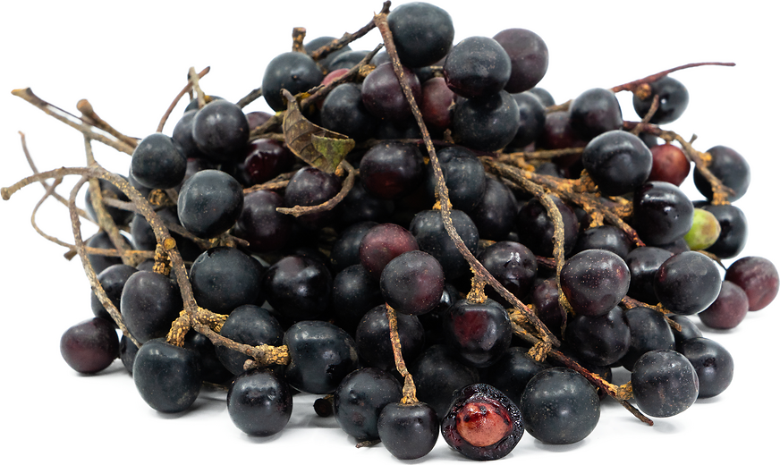 Asian Bird Cherry Fruit Plant