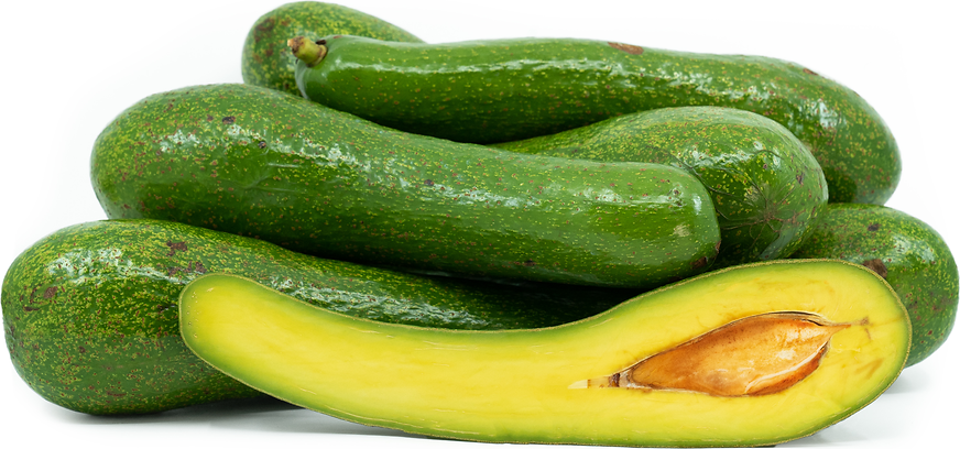 Avocado Long Neck Fruit Plant - Persea Americana