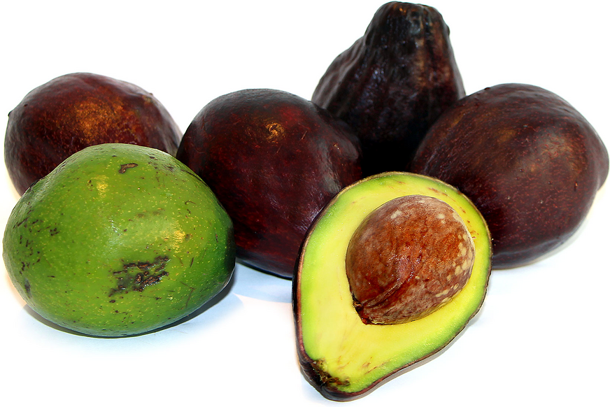 Avocado GT1 Fruit Plant - Persea Americana