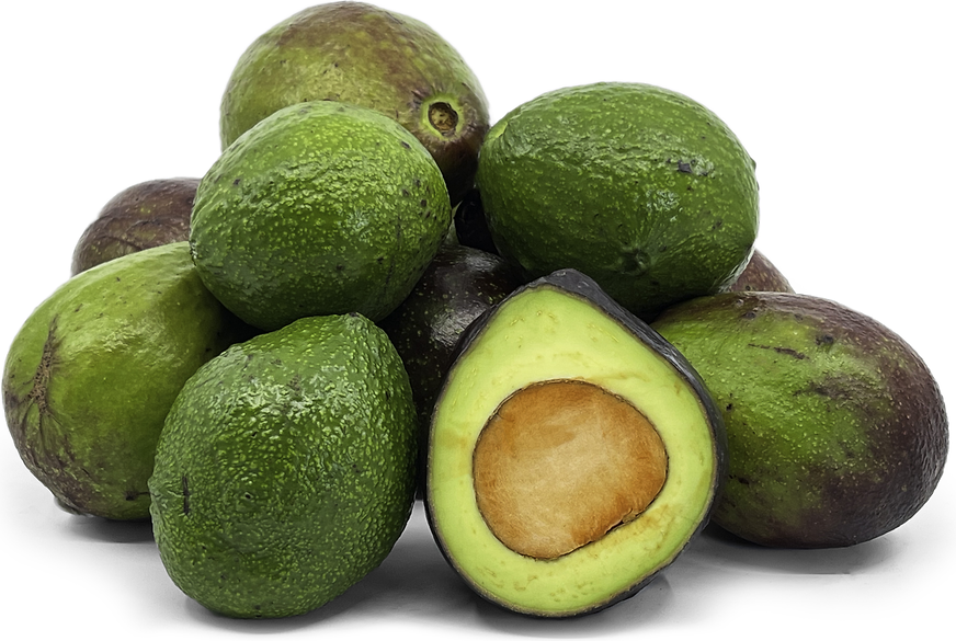 Avocado GT3 Fruit Plant - Persea Americana