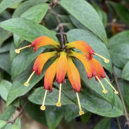 Black Pagoda Lipstick Plant -Aeschynanthus Longicaulis