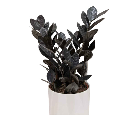 Black ZZ Plant - Zamioculcas Zamiifolia