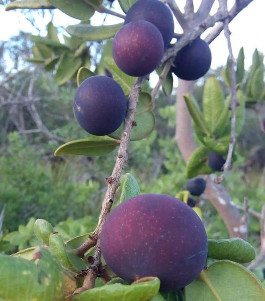 Blue Jaboticaba Fruit Plant - Myrciaria Vexator