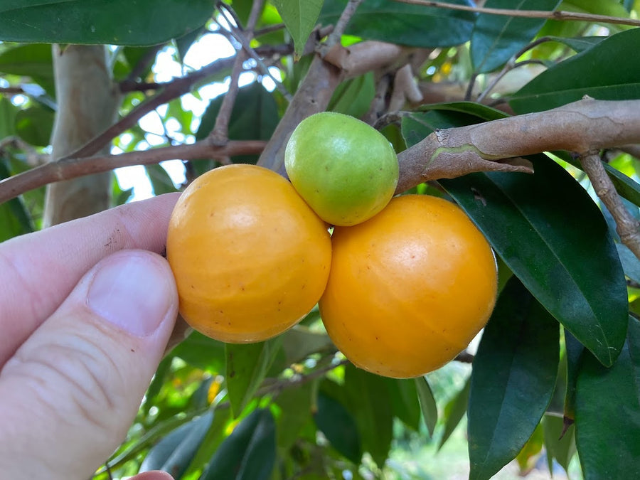 Cambuca Jaboticaba Fruit Plant