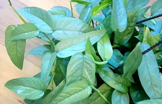 Cebu Blue Pothos Plant - Epipremnum Aureum