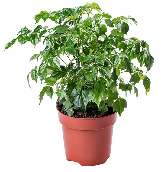 China Doll Plant - Radermachera Sinica