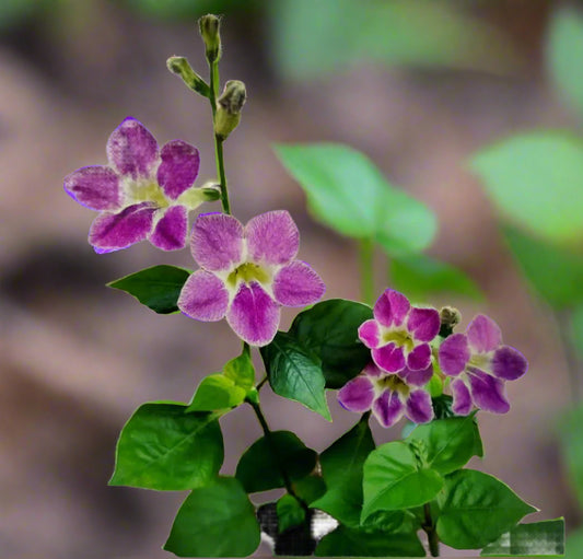 Chinese Violet Flowering Plant - Asystasia Gangetica