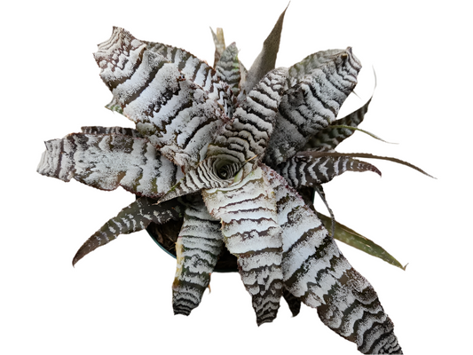 Cryptanthus Absolute Zero Plant - Cryptanthus