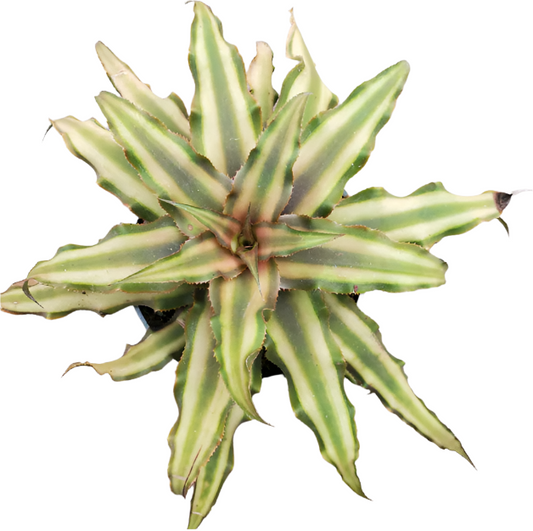 Cryptanthus Bivittatus Green Plant - Cryptanthus
