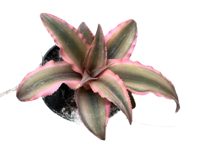 Cryptanthus Bivittatus Pink Star Plant - Cryptanthus