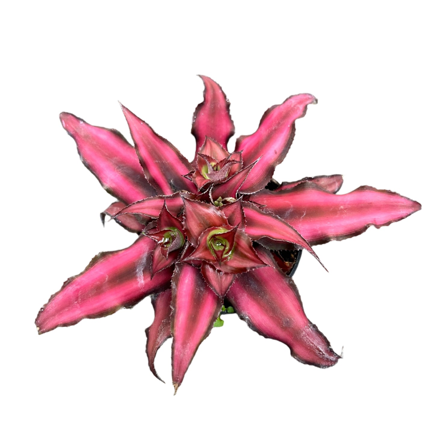 Cryptanthus Bivittatus Red star Plant - Cryptanthus
