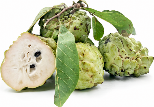 Custard Apple Sp Fruit Plant - Annona Squamosa