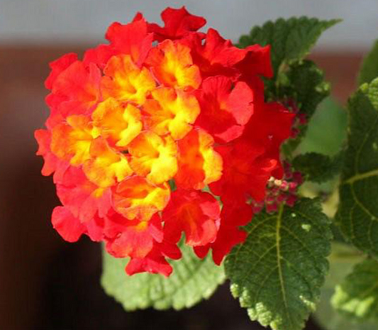 Dallas Red Lantana Flowering Plant  - Lantana Camara 'Dallas Red'