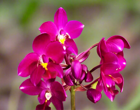 Ground Orchid G09 Flowering Plant - Spathoglottis Plicata