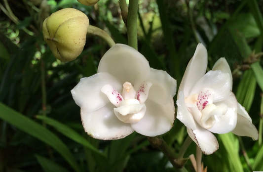 Dove Ground Orchid G055 Flowering Plant - Peristeria Elata