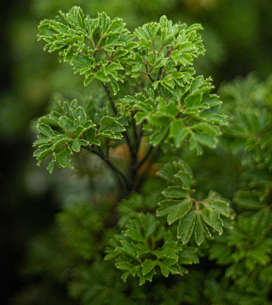 Dwarf Aralia Ming Green Plant - Polyscias fruticosa