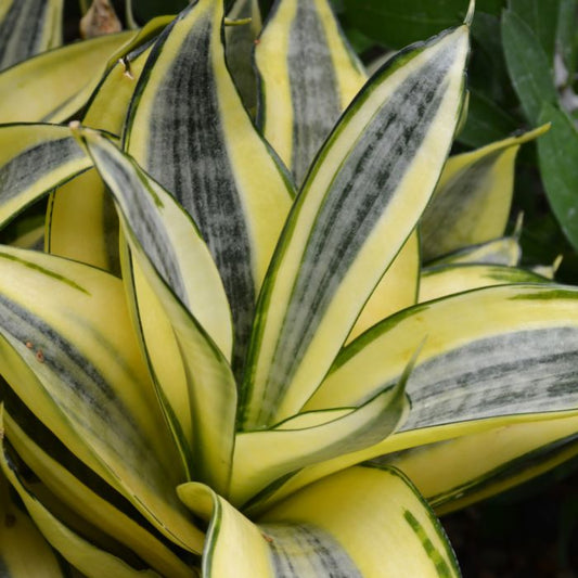 Dwarf Hahnii Golden Snake Plant - Sansevieria Trifasciata