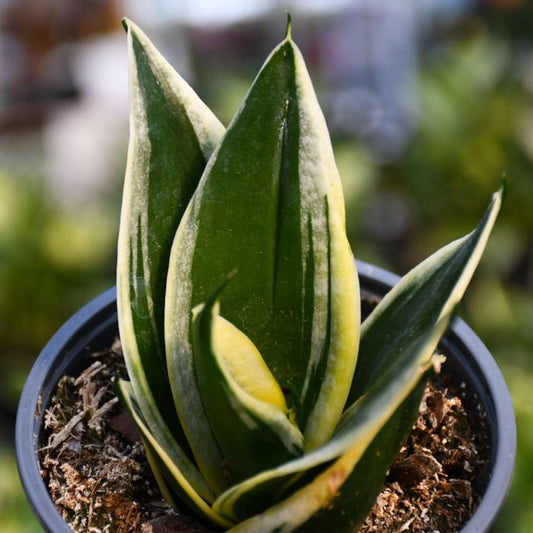 Dwarf Hahnii Jade Pagoda Snake Plant - Sansevieria Trifasciata