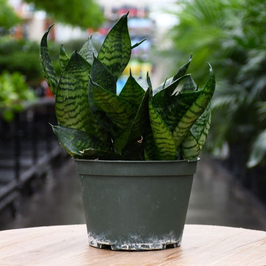Dwarf Hahnii Snake Plant - Sansevieria Trifasciata