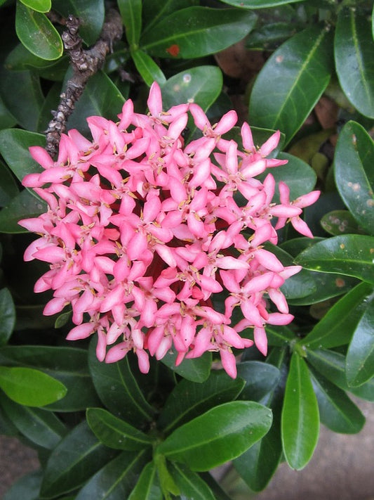 Dwarf Ixora Pink Flowering Plant - Ixora Coccinea