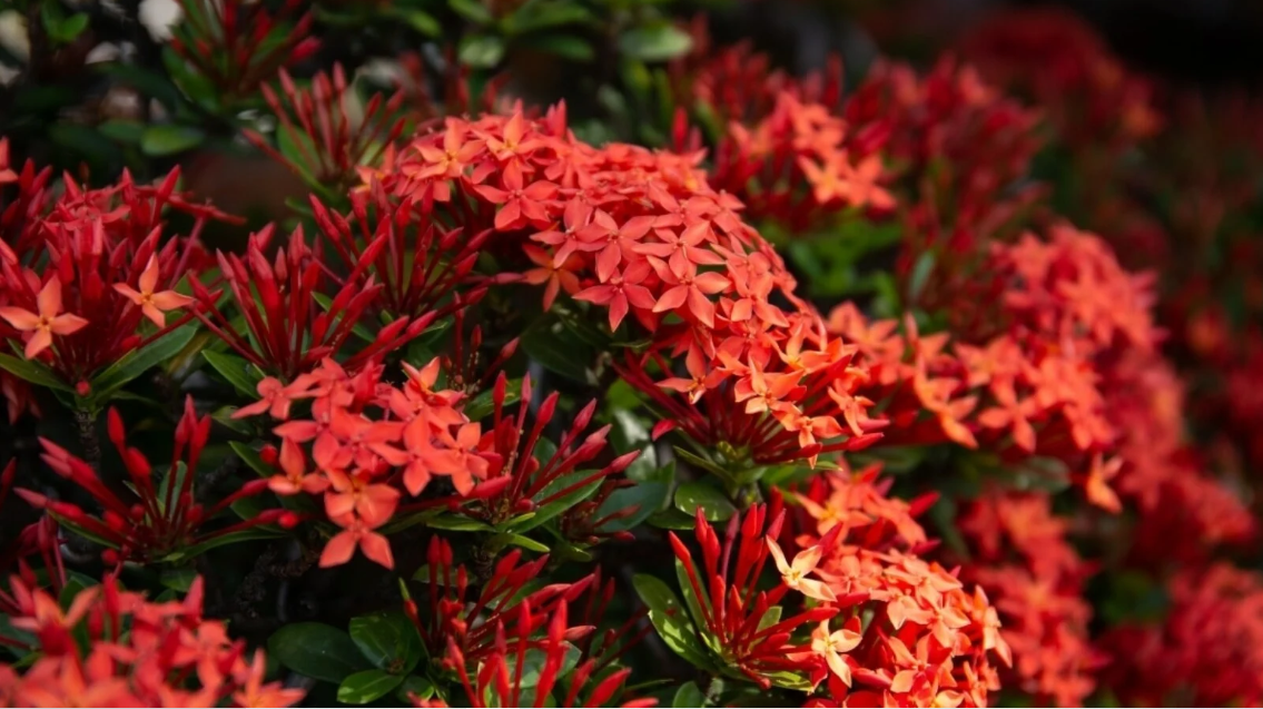 Dwarf Ixora Red Flowering Plant - Ixora Coccinea