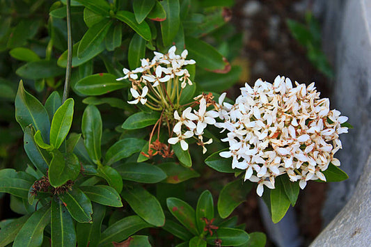 Dwarf Ixora White Flowering Plant - Ixora Coccinea