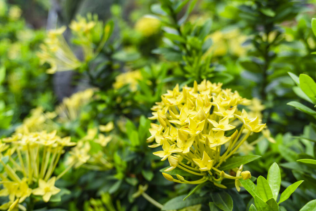 Dwarf Ixora Yellow Flowering Plant - Ixora Coccinea