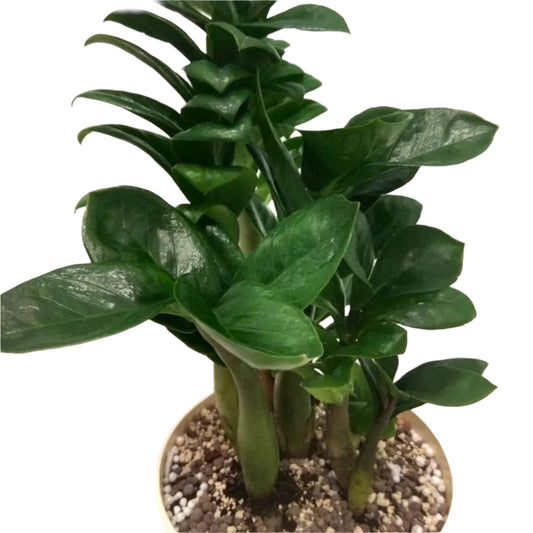 Dwarf ZZ Plant - Zamioculcas Zamiifolia