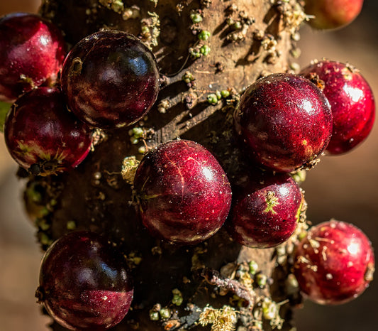 Escarlate Jaboticaba Fruit Plant - Plinia cauliflora