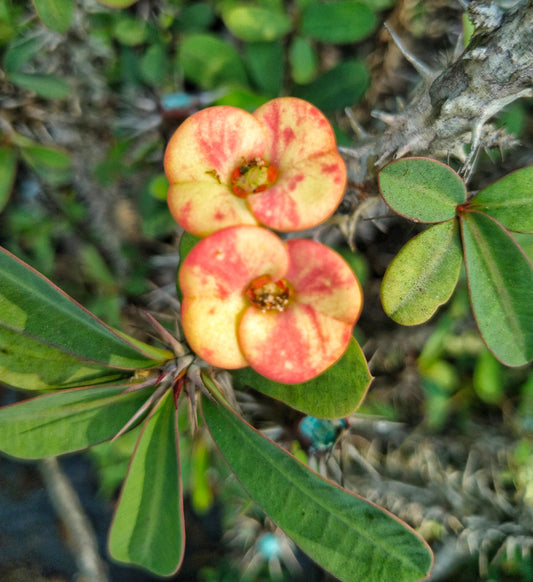 Euphorbia E031 Flowering Plant- Euphorbia Milii