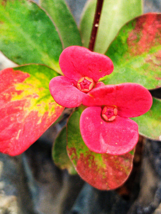 Euphorbia E032 Flowering Plant- Euphorbia Milii