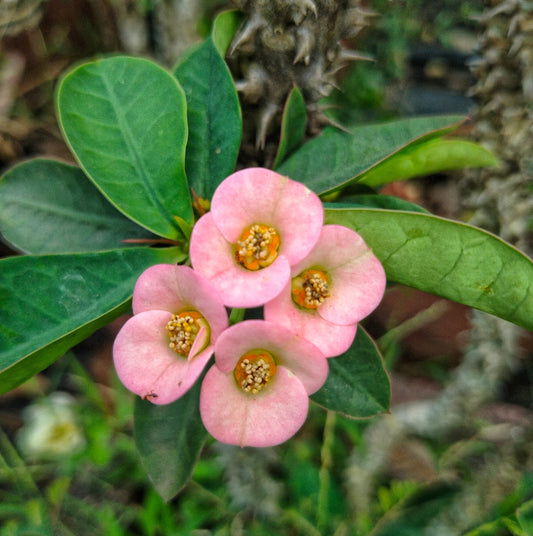 Euphorbia E034 Flowering Plant- Euphorbia Milii