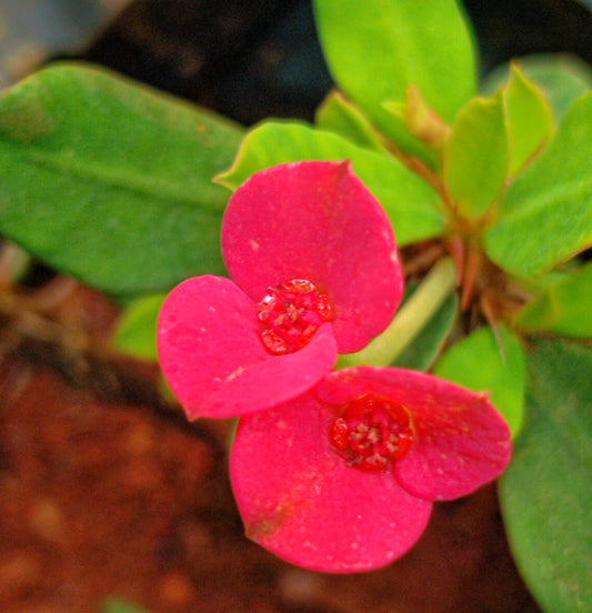 Euphorbia E039 Flowering Plant - Euphorbia Milii