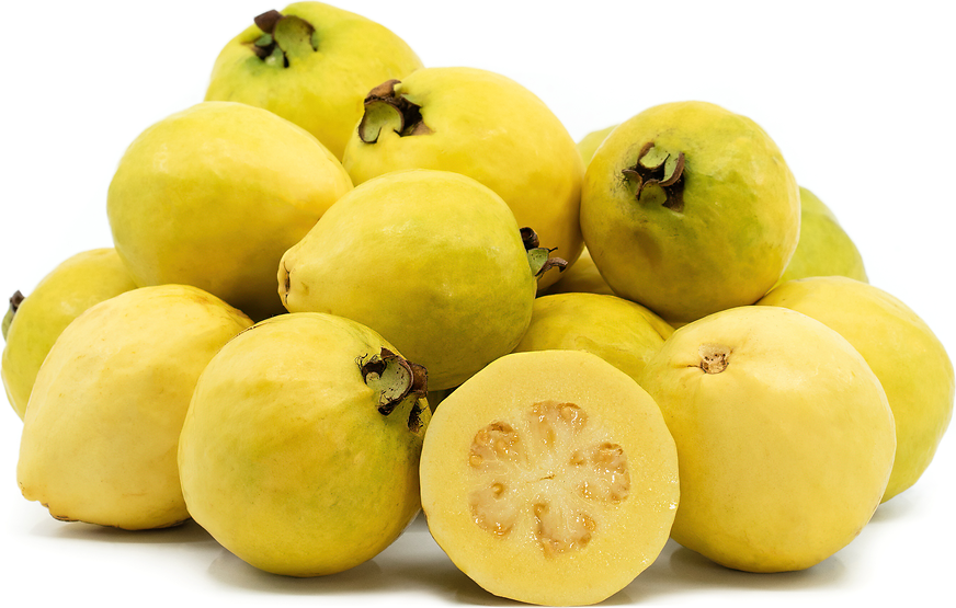 Gold Guava Fruit Plant