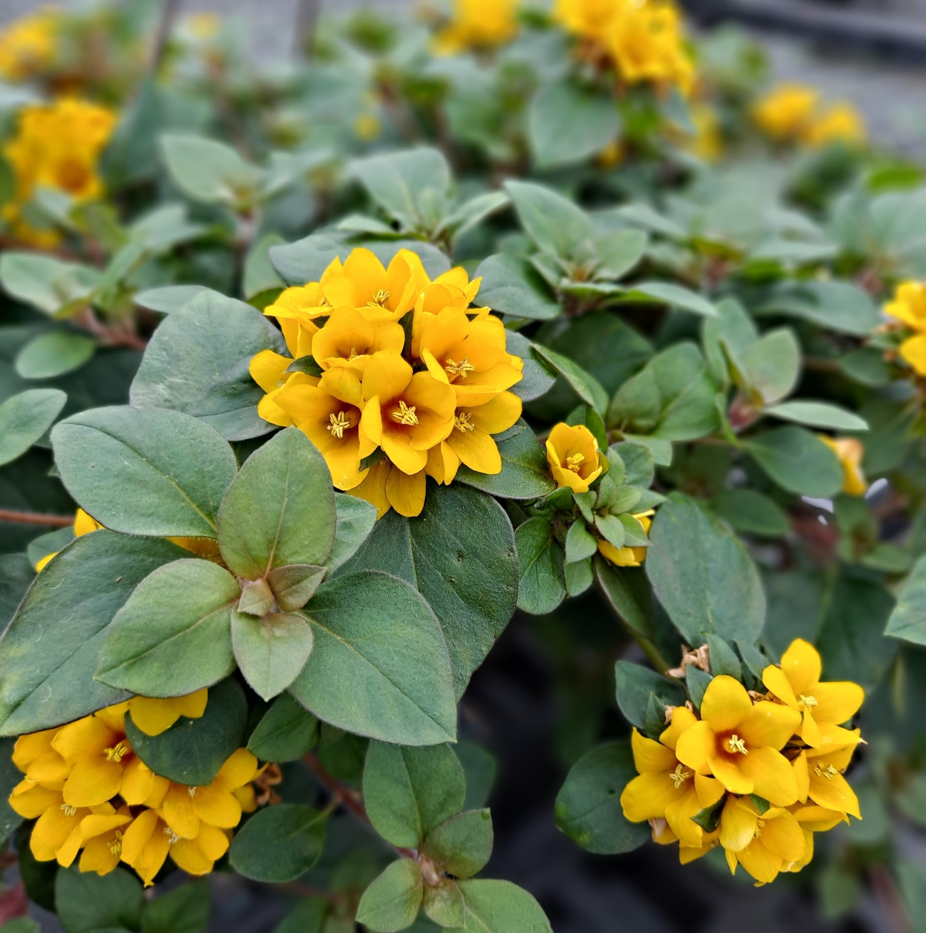 golden globe hanging plant Golden Globes Flowering Plant
