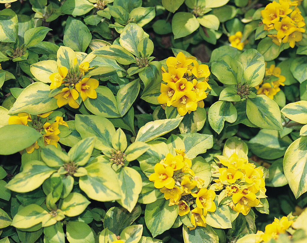 Golden Globes Variegated Flowering Plant - Lysimachia Congestiflora